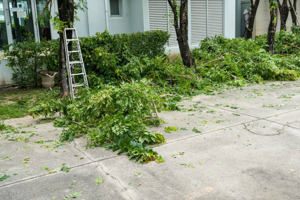Trusted Calverton, MD Tree Removal Experts