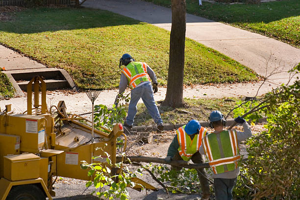 Best Tree Preservation Services  in Calverton, MD