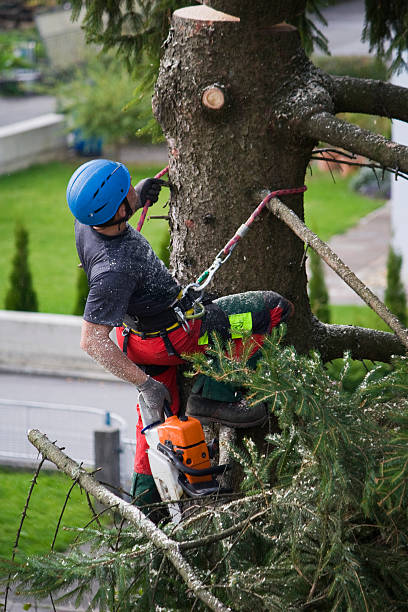 Best Leaf Removal  in Calverton, MD