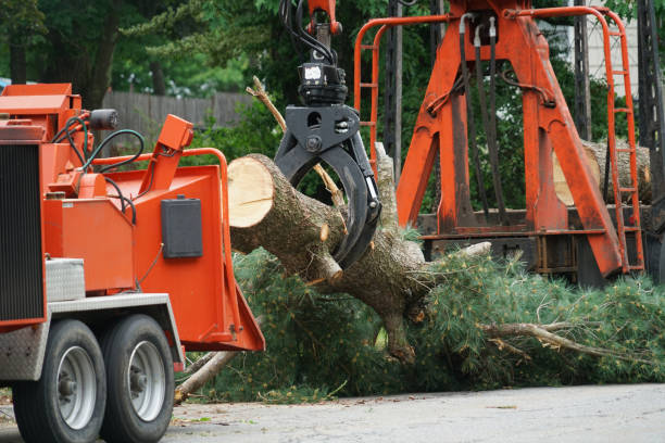  Calverton, MD Tree Removal Pros