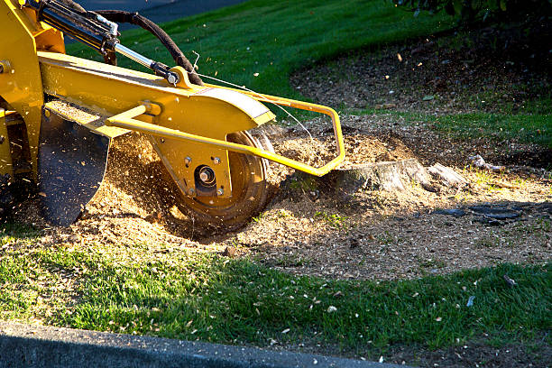 Best Tree Health Inspection  in Calverton, MD